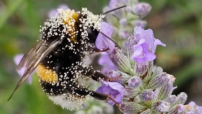 Lavendel 