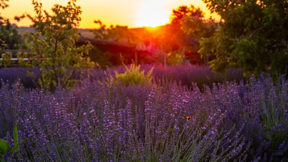 Lavendel 