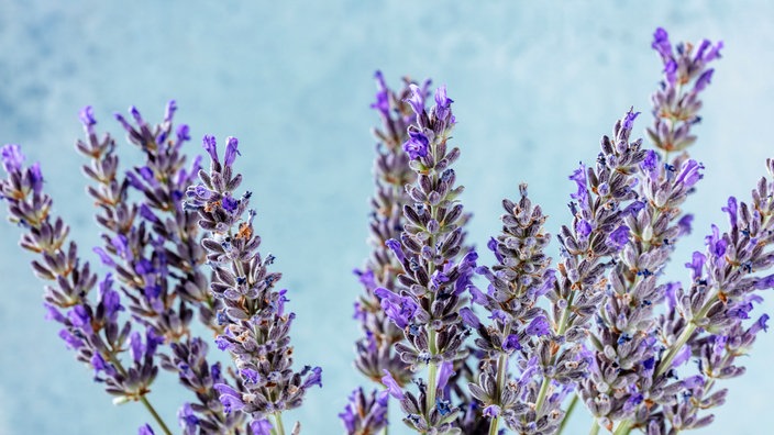 Lavendel 