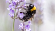 Ihre schönsten Lavendelbilder