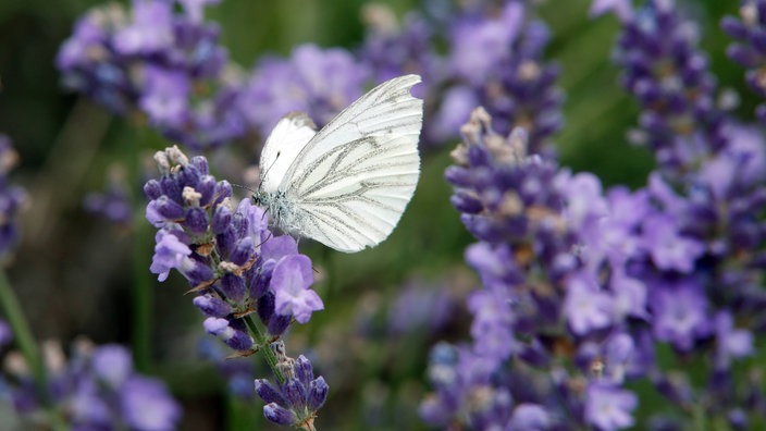Lavendelblüte mit weißem Schmetterling