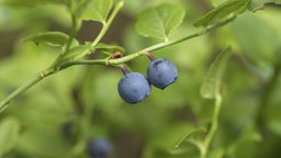 Blaubeeren