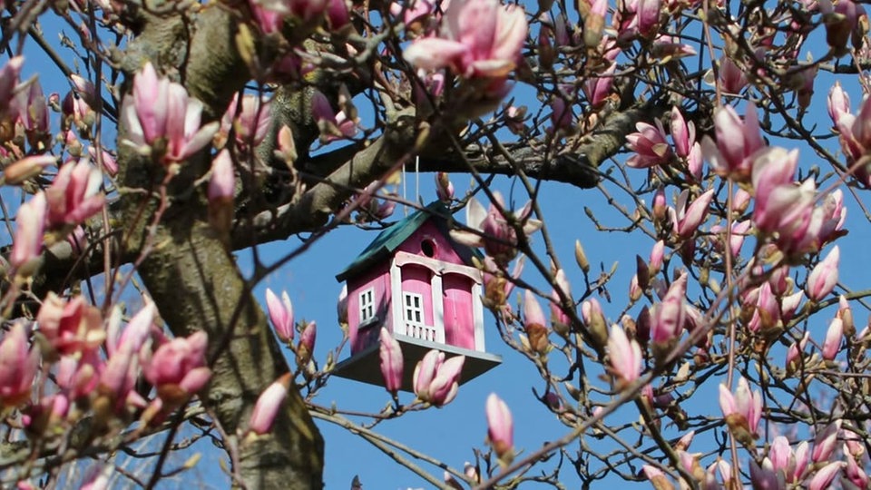 Magnolien
