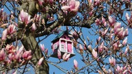 Magnolien