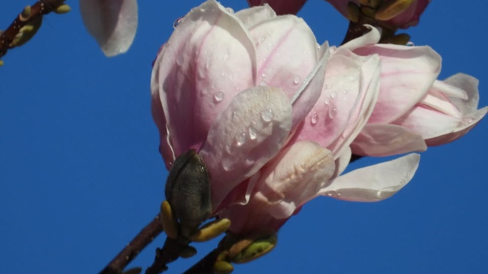 Magnolien