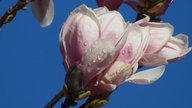 Magnolien