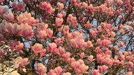 Magnolien