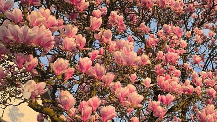 Magnolien