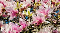 Magnolien