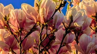 Magnolien