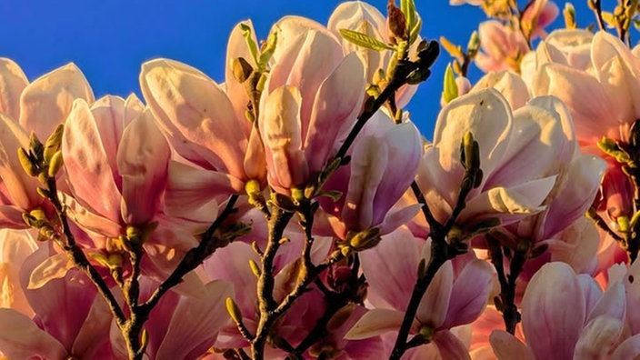 Magnolien