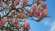 Magnolien