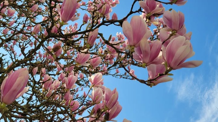 Magnolien