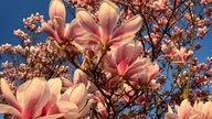Magnolien