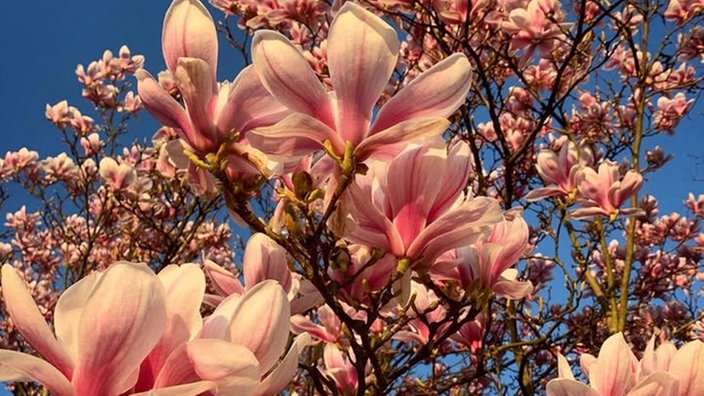 Magnolien