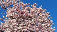 Magnolien