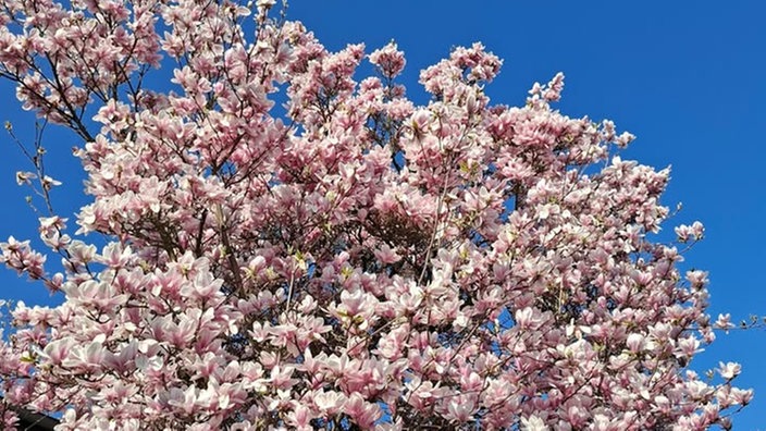 Magnolien
