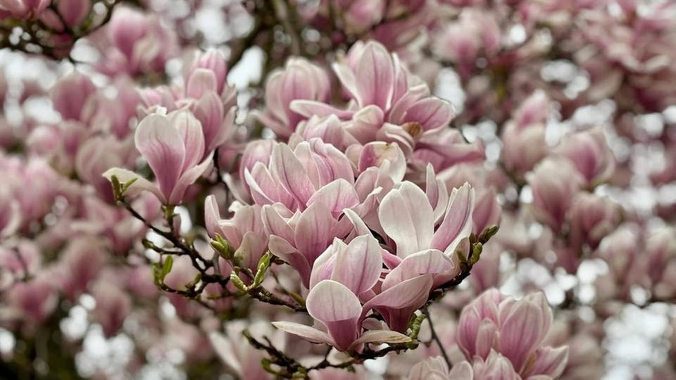 Magnolien