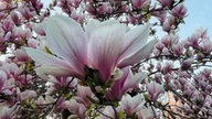 Magnolien