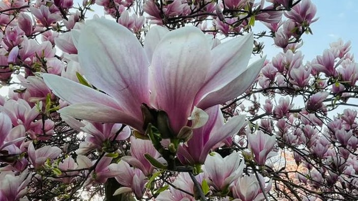Magnolien