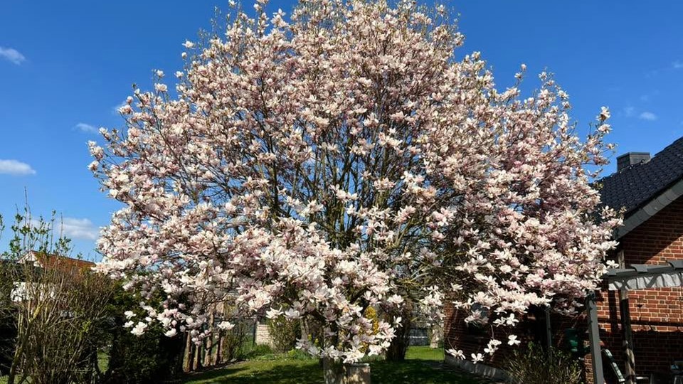 Magnolien