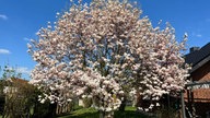 Magnolien