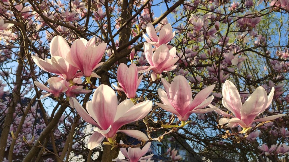 Magnolien
