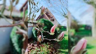 Magnolien