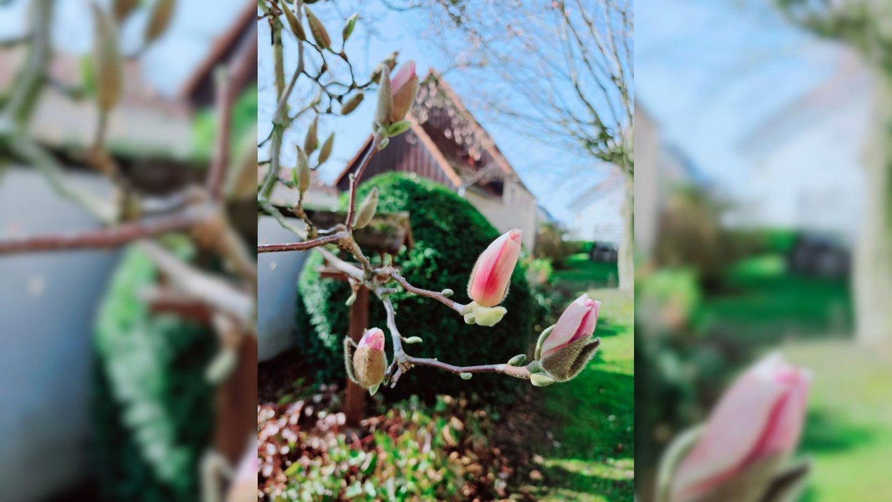 Magnolien