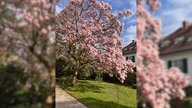 Magnolien
