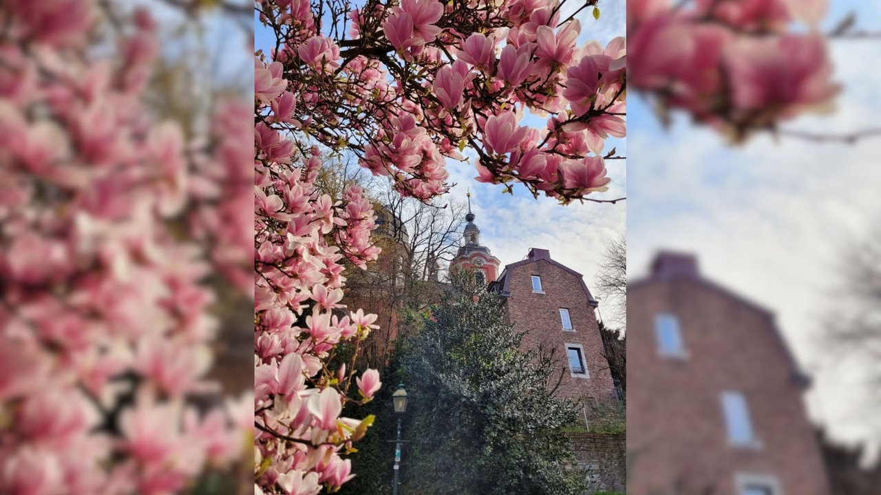 Magnolien