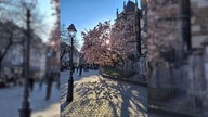 Magnolien
