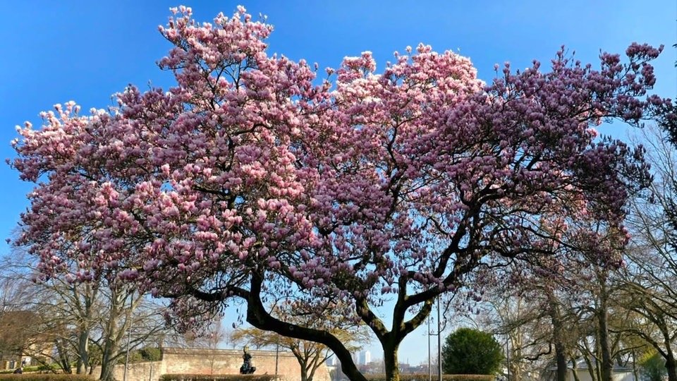 Magnolien