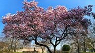 Magnolien