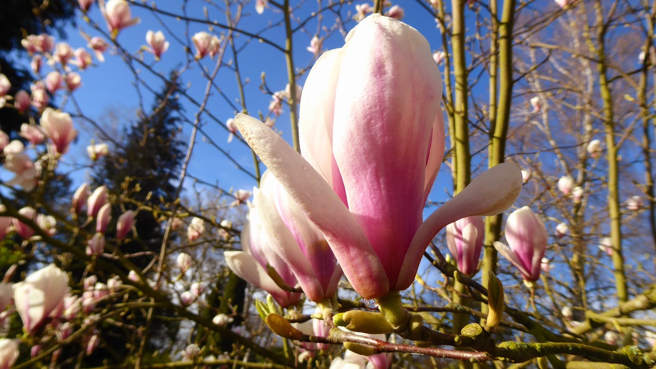 Magnolien