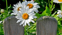 Margeriten 