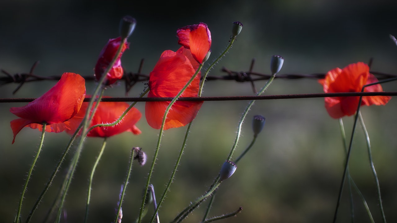 Mohnblüten 