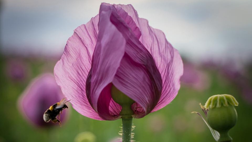 Mohnblüte