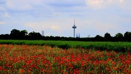 Mohnblüten