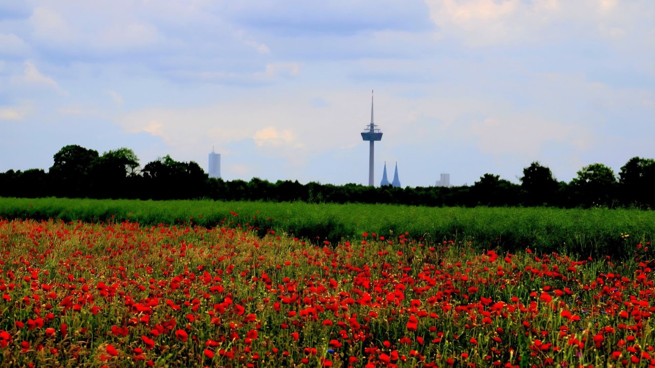 Mohnblüten