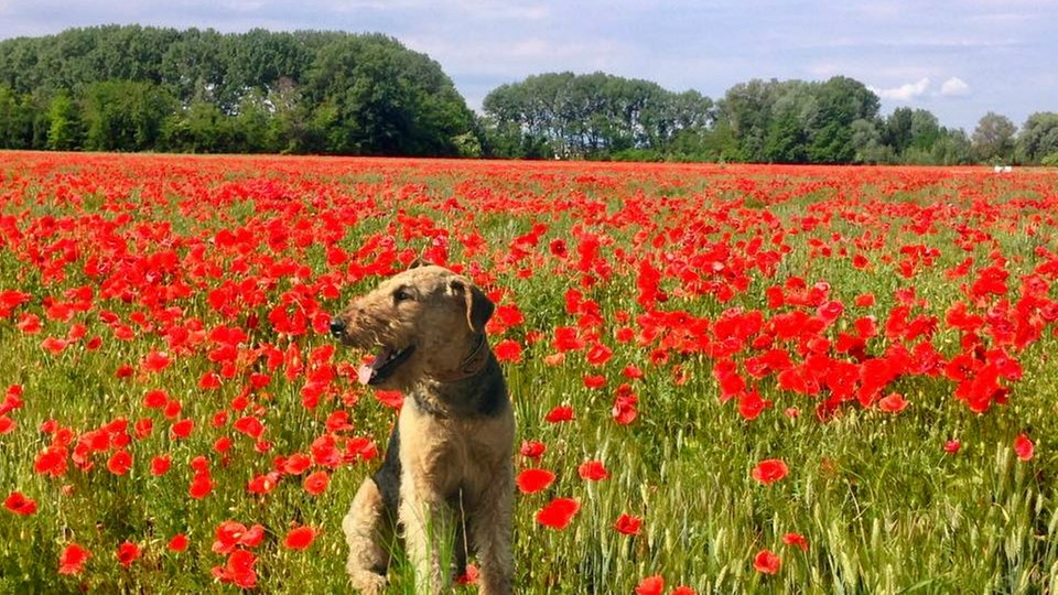 Mohnblüten