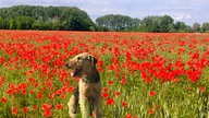 Mohnblüten