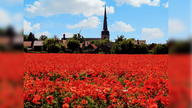 Mohnblüten