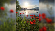 Mohnblüten