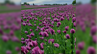 Mohnblüten