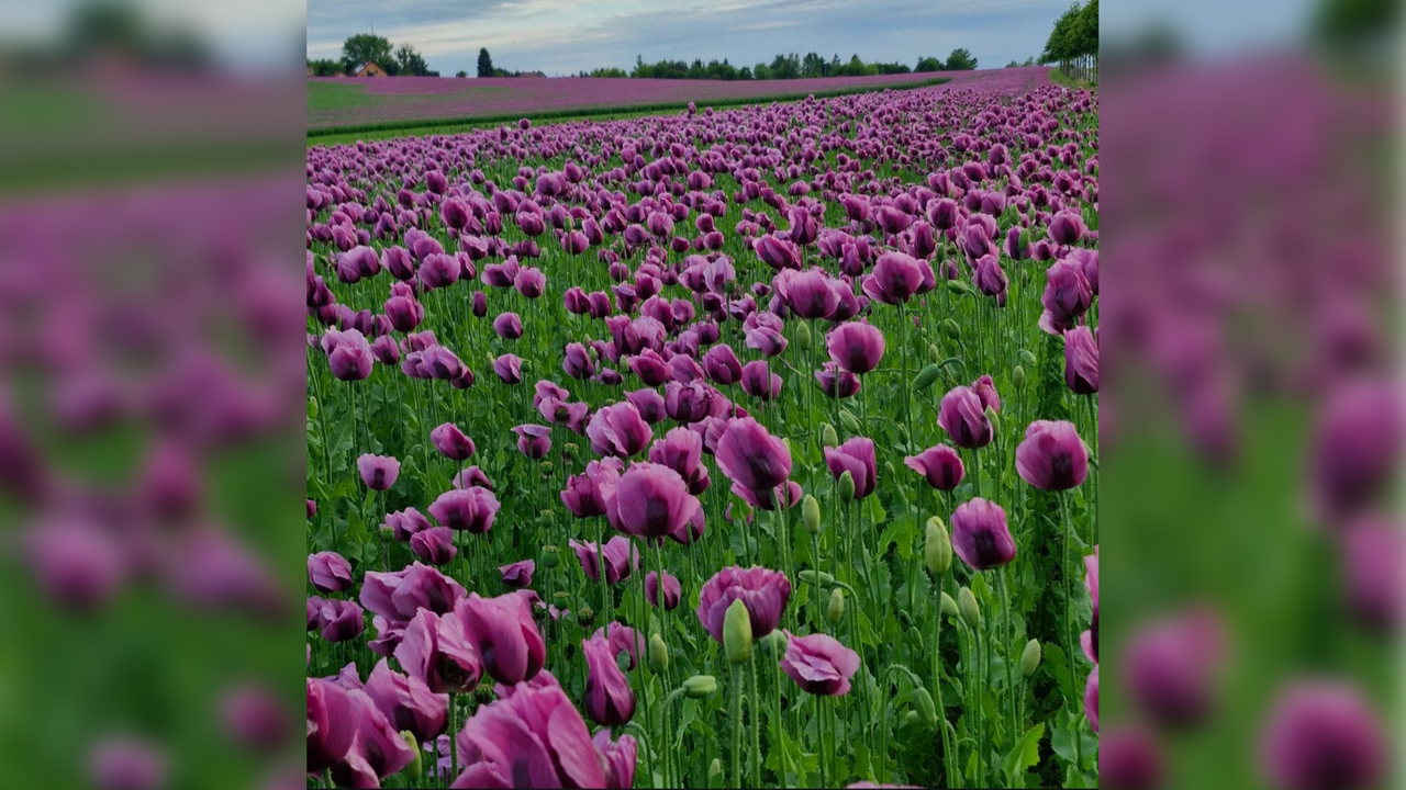 Mohnblüten
