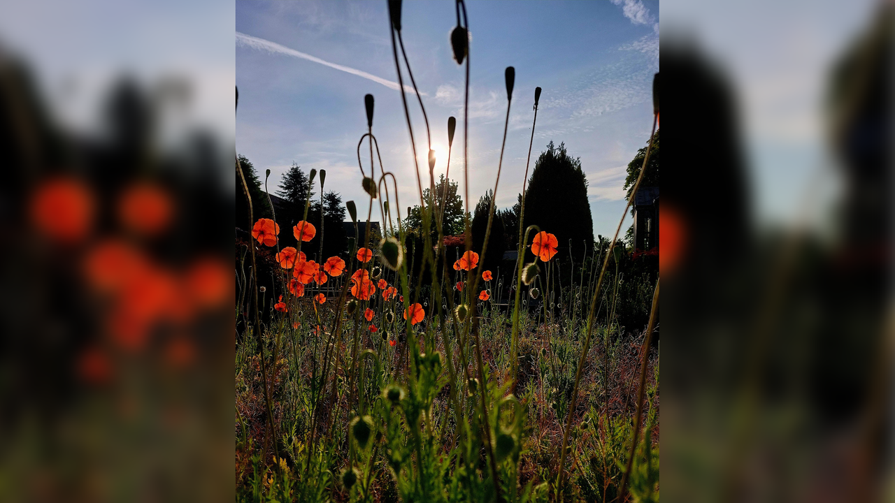 Mohnblüten