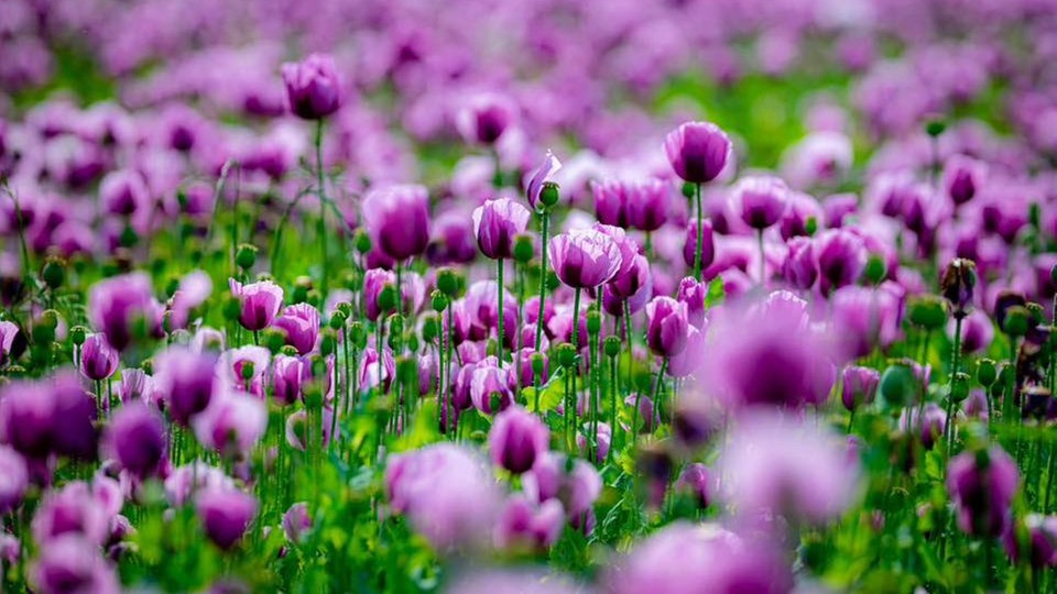 Mohnblüten