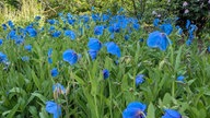 Mohnblüten