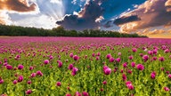 Mohnblüten